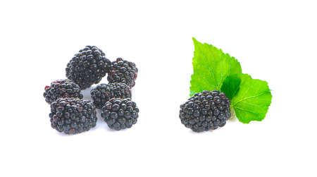 Ripe blackberry an isolated on white background with clipping pathの写真素材