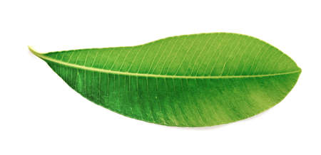 green leaves isolated on white background