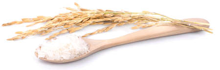 corn isolated on white backgroundの写真素材