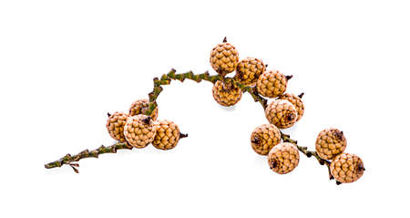 Bengal-Currants, Carandas-plum