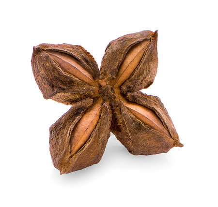 Star Bean Inca. Dry star Incas bean on white backgroundの写真素材