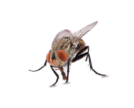 fly isolated on a white backgroundの写真素材