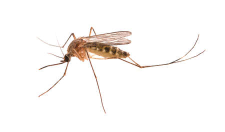Mosquito isolated on white background