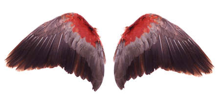 wings of birds isolated on white bacgroundの写真素材