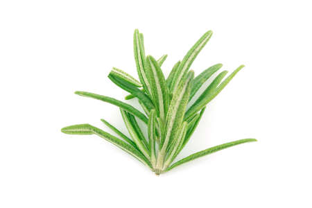 fresh rosemary isolated on a white backgroundの写真素材