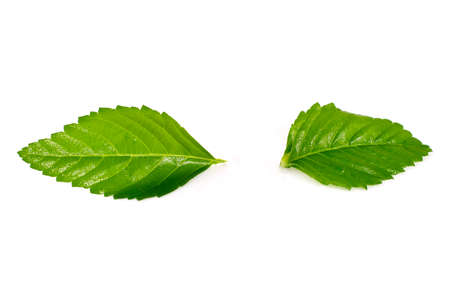 leaves isolated isolated on a white background