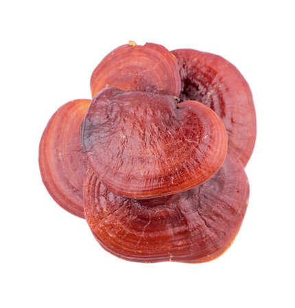 Lingzhi Mushroom Ganoderma Lucidum Isolated on white background