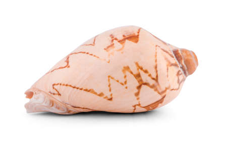 Sea shell isolated on a white background