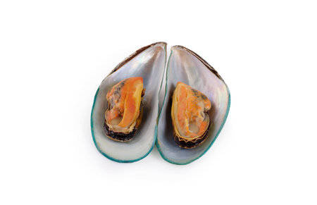 Mussels isolated on a white background.