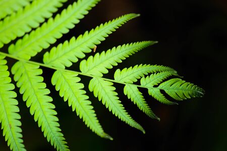 little green leaf in forestの写真素材