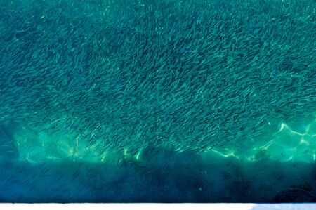 Shoal of fish in clear water