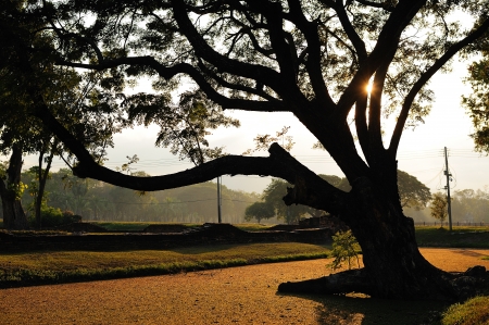 silhouette of tree in the morningの写真素材