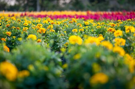 little yellow flower and green leaf in the gardenの写真素材