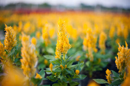 Little yellow flower and green leaf in the gardenの写真素材