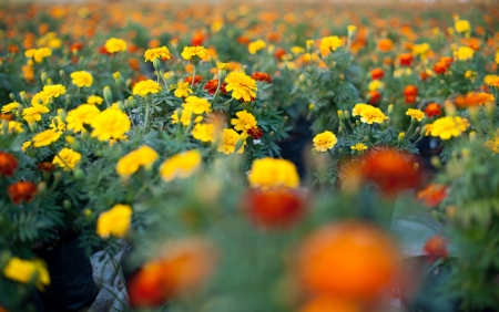 Little yellow flower and green leaf in the gardenの写真素材