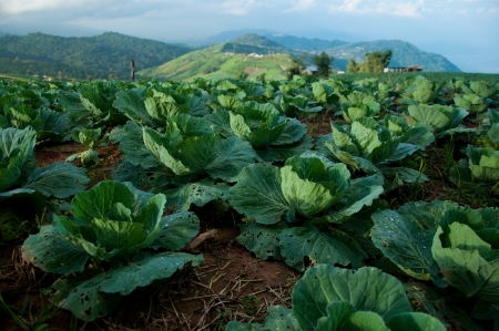 tub-berg national park, thailandの写真素材