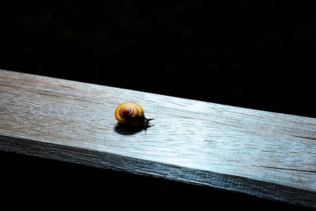 Snail の写真素材
