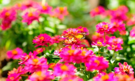 Butterfly sucking nectar from Pink flowersの写真素材