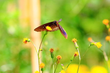 Butterfly sucking nectar from yellow flowerの写真素材