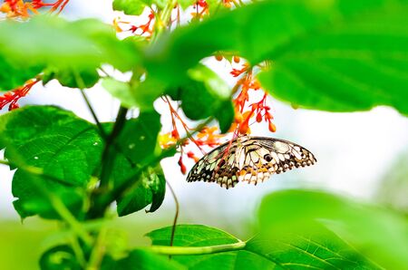 Butterfly sucking nectar from Orange flowers
