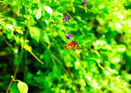 Butterfly sucking nectar from violet flowers