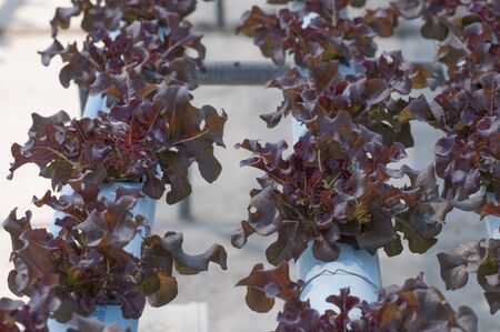 Hydroponic vegetables growing vegetables without soil.の写真素材