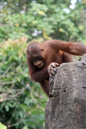 Orang Utan at Gembira Loka Yogyakartaの写真素材