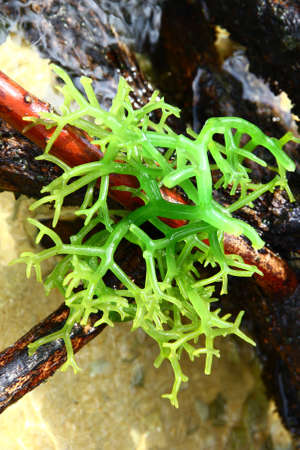 Sea Weed - Nusa Lembongan, Baliの写真素材
