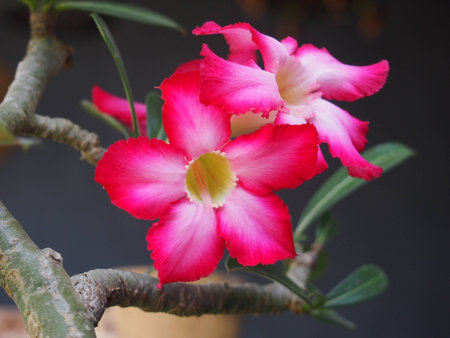 Tropical Flowerの写真素材