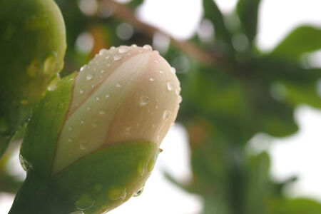 Flower buds - Ora beach resort, Malukuの写真素材