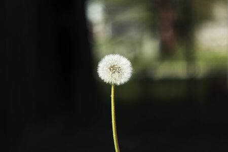 A blooming dandelionの写真素材