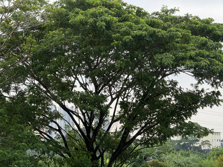 Tree in the park with cityscape background