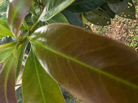 Close up of the leaves of a Magnolia tree in the gardenの写真素材