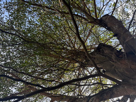 Low angle view of the branches of a tree in the park.の写真素材