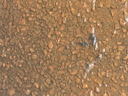 Grunge cement floor texture. Abstract background and texture for design.の写真素材