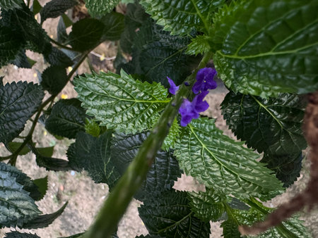 Purple flower with green leaves background, nature conceptの写真素材
