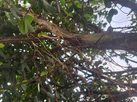 Banyan tree branch with green leaves and branches close up.の写真素材