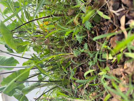 Plants in the garden. Green leaves and branches of plants.の写真素材