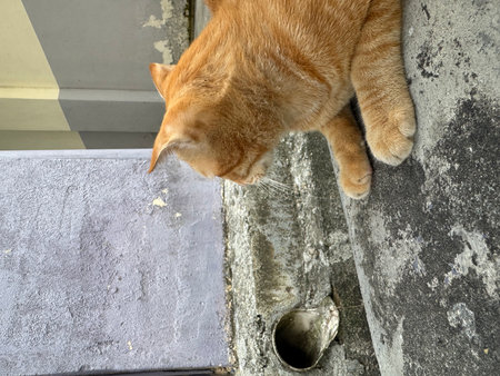 The cat is looking for food.の写真素材