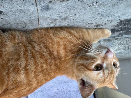 ginger cat looking up from under the roof of the house.の写真素材