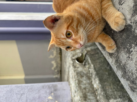 Cute ginger cat sitting on the stairs.の写真素材