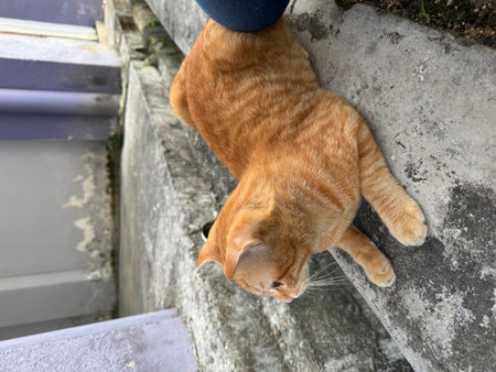 Cute ginger cat is lying on the floor and looking up.の写真素材