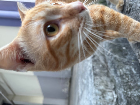 Close-up of a cat's head looking at the camera.の写真素材