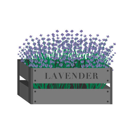 Lavender flowers in a wooden box in a flat sryleのイラスト素材