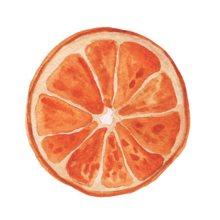 Watercolor dry orange slice hand draw illustrationの写真素材