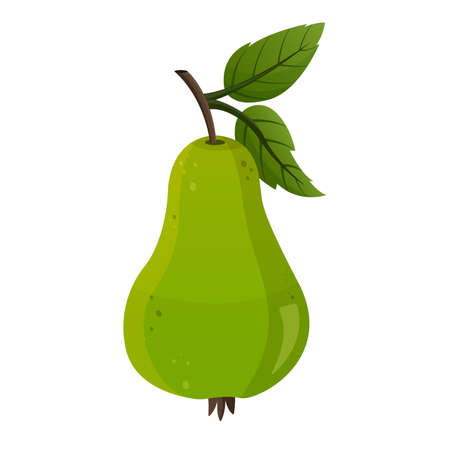 Green pear isolated on white background. Vector illustration. Fruitのイラスト素材