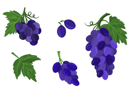 Set of blue grapes with bunches, individual berries, seeds, and leaves. Vector illustration in a flat style.のイラスト素材