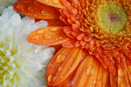 close up white and orange daisy with water drop on petalの写真素材