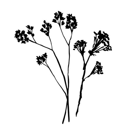 Dry flowers, wildflowers decor, hand drawn, vector illustration, line artのイラスト素材