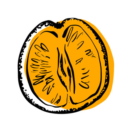 Half an orange drawing, sketch, black line with orange stain, vector illustration, isolated on a white backgroundのイラスト素材